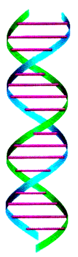 dna